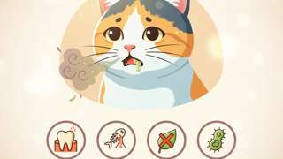 猫流口水还发臭是咋了吃啥药？解析4大病因并教你如何科学用药