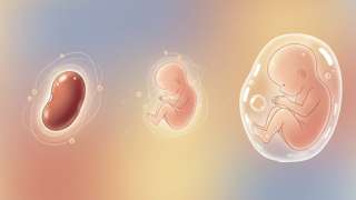 怀孕2个月胚胎发育全解析：从红豆大小到初具人形 - 母婴育儿封面图