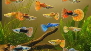 最好看的孔雀鱼品种大赏：从经典礼服到华丽古老系 - 宠物饲养封面图