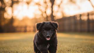 黑熊犬幼犬怎么养？ - 宠物饲养封面图